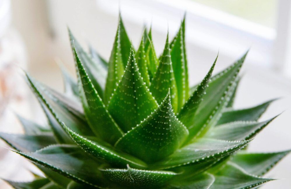 aloe ji bo mezinbûna penîsê